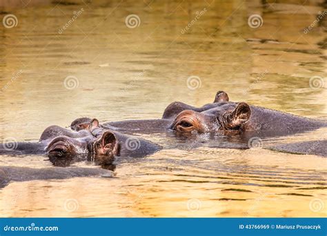 African Hippo In Their Natural Habitat. Kenya. Africa. Royalty-Free ...