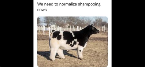 Shampoo cow : funny