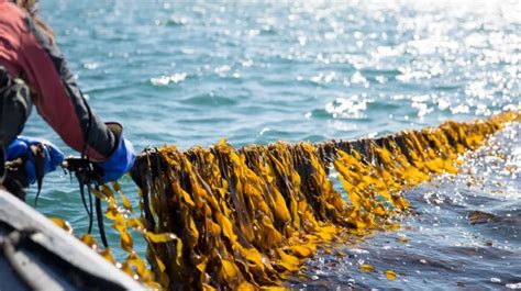 ‘Seaweed farming can transform blue economy’ - Bangladesh Post