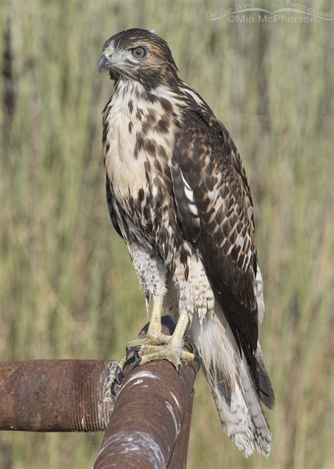 Photographing a juvenile Red-tailed Hawk - Remembering to Breathe and ...