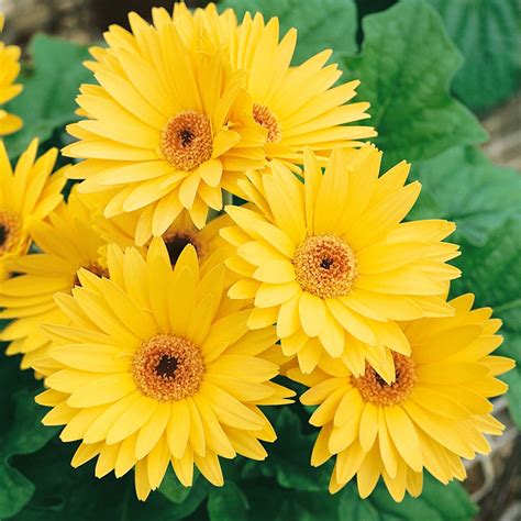 Gerbera Seed - Gerbera Daisy Yellow Flower Seeds