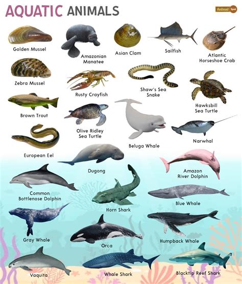 Indian Ocean Animals