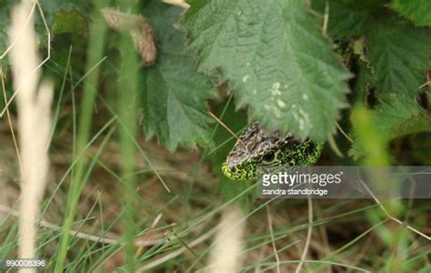 Sand Lizard Photos and Premium High Res Pictures - Getty Images