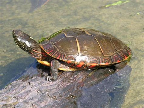 painted turtle habitat in the wild - Adequate Ejournal Sales Of Photos