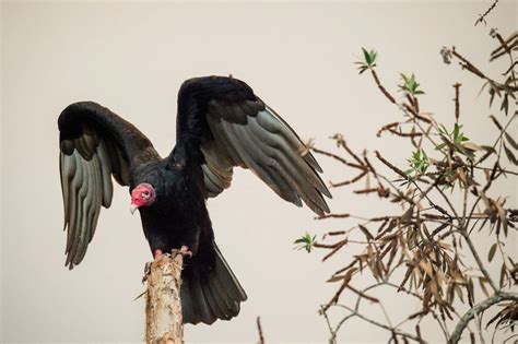 Vulture Symbolism - Spirit Animal Totems