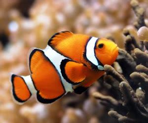 Clownfish: Adaptations