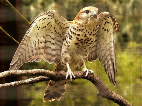 Mauritius Kestrel - Wildlife Preservation Canada