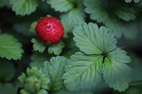 Wild Strawberry Strawberries - Free photo on Pixabay - Pixabay