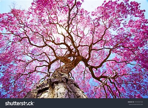 Pink Lapacho Tree At Sun´S Back Light. Transpantaneira Road, Pantanal ...