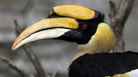 Hornbill Wallpapers - Wallpaper Cave