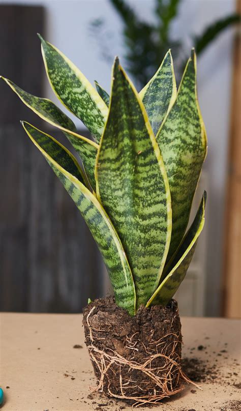 Buy a 30cm Tall Snake Plant | HeyPlants