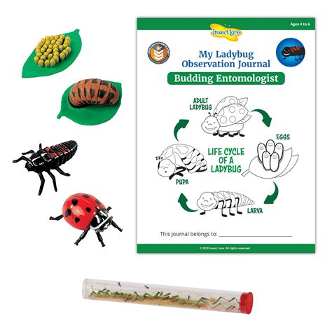 Buy STEM Ladybug Activity Journal with Tube of Ladybug Larvae and ...