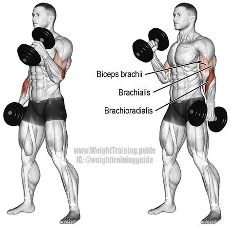 Hammer curls vs Bicep curls - Dumbbell Shub