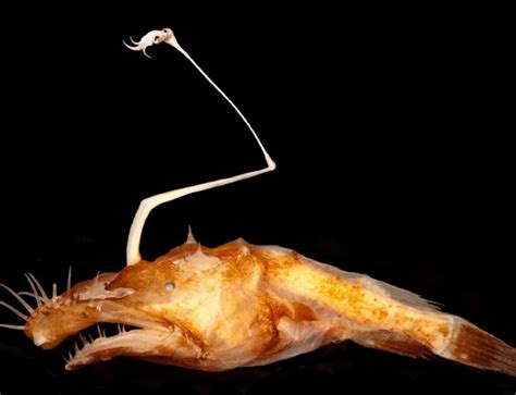 Bizarre New Anglerfish Species Found in Deep Sea - Newsweek