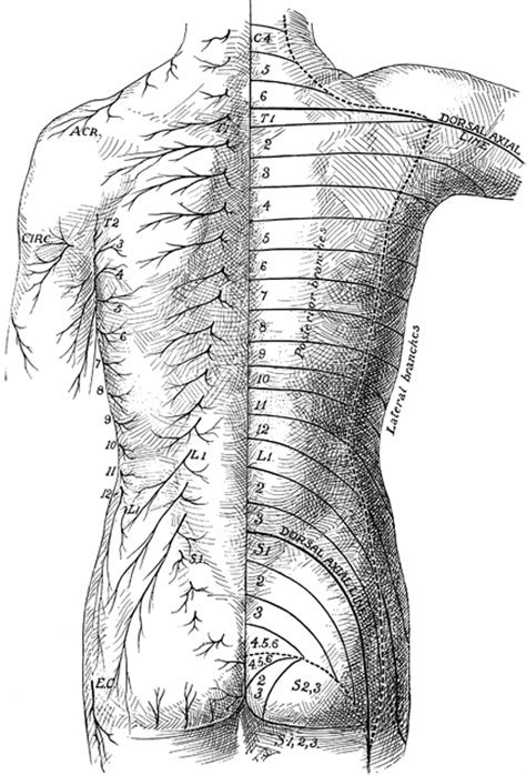 Posterior View of the Cutaneous Nerves of Trunk | ClipArt ETC