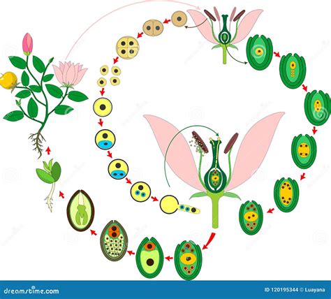 Angiosperm Cartoons, Illustrations & Vector Stock Images - 231 Pictures ...