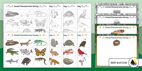 Animal Characteristics Sorting Activity | Twinkl USA