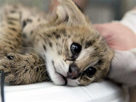 1000+ images about SERVAL on Pinterest | Savannah cats, Pets and Africans