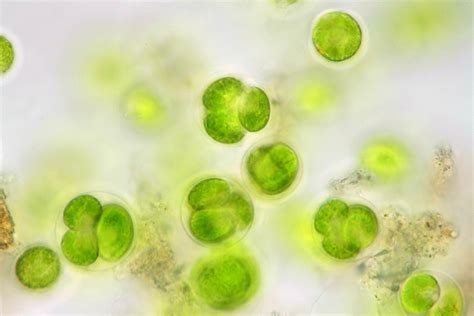 Algae Microscope