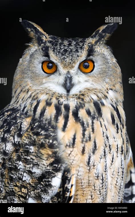 Close up owl hi-res stock photography and images - Alamy