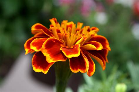 Marigold Flower Close Up – Photos Public Domain