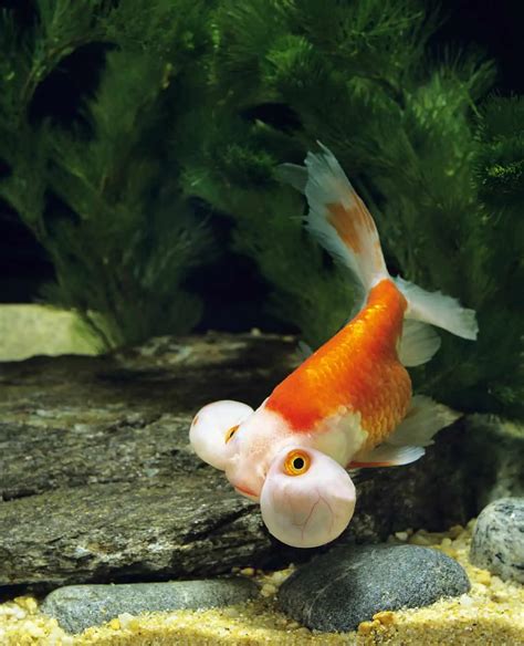 Bubble Eye Goldfish Care Guide: The Socially Active Species