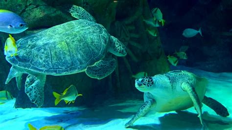 VIP Turtle Feeding Experience | SEA LIFE Manchester Aquarium