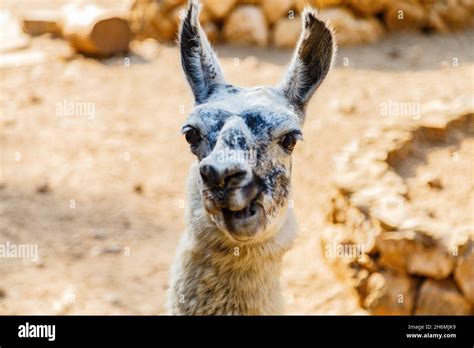 Selective of a funny lama portrait Stock Photo - Alamy