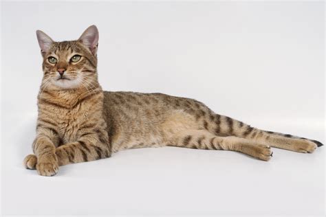 Savannah - Cat Breed Profile and History