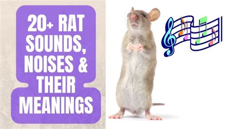 20 Amazing Rat Sounds and Their Meanings in 2023 – Basic Rodents