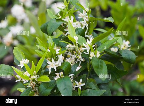 Citrus reticulata Clementine tree in flower Stock Photo - Alamy