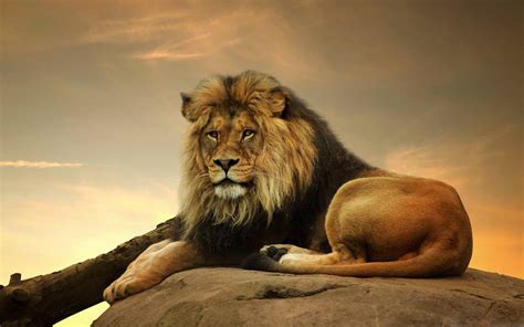 Mac Os X Lion Wallpaper Hd Download - seedatenergy