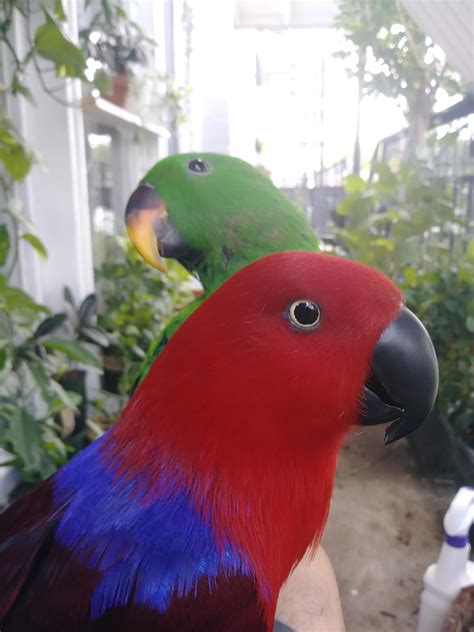 Happy Friday everybirdy! : r/parrots