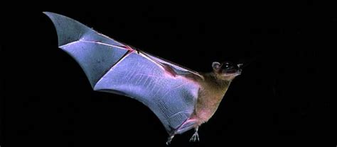 The Mexican Free-Tailed Bat | Critter Science