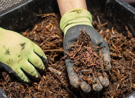 Worm farming: a simple way to reduce your food waste – small green things