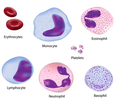 Lifespan of human body cells | | Medical laboratory science, Medical ...