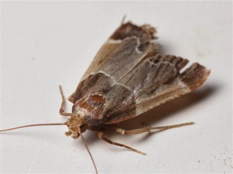 Insects in the City: Running from Little Brown Moths