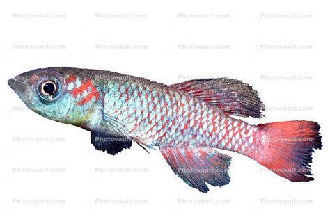 Guenther's Notho, Nothobranchius guentheri, Killifish ...