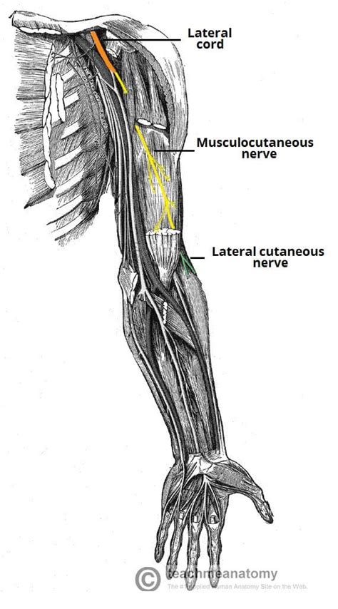 The Musculocutaneous Nerve - Course - Motor - Sensory - TeachMeAnatomy