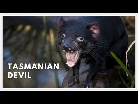 Tasmanian Devil Sound : Are Tasmanian Devils Dangerous, Maybe you would ...