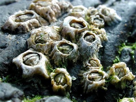 Acorn Barnacle (Semibalanus balanoides) - Ireland's Wildlife