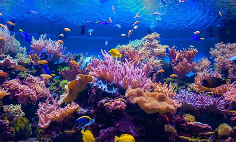 Dive Deep Into 50 Amazing Coral Reef Facts - Facts.net