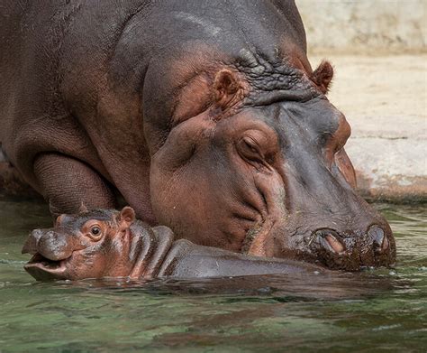 Beautiful Baby Hippo | San Diego Zoo Wildlife Explorers