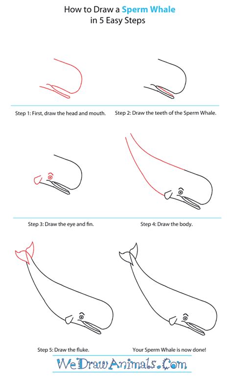 How to Draw a Sperm Whale