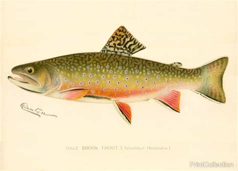 Brook Trout Drawing at GetDrawings | Free download