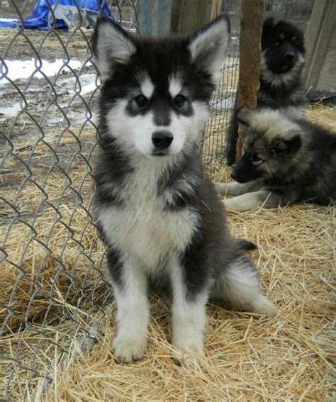 Husky Wolf Puppies