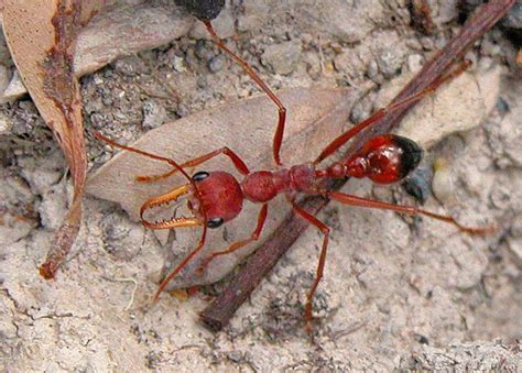 Bulldog Ant (Myrmecia) - Facts, Description and Pictures