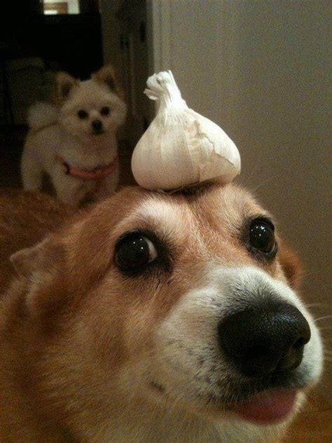 a dog with a garlic hat on its head