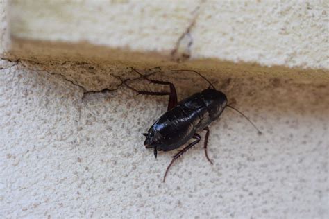 Are There Oriental Cockroaches in Chicago? | Pointe Pest Control