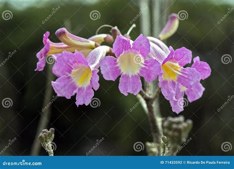 Close-up of Pink Lapacho Flower, a Beautiful American Tree Stock Photo ...